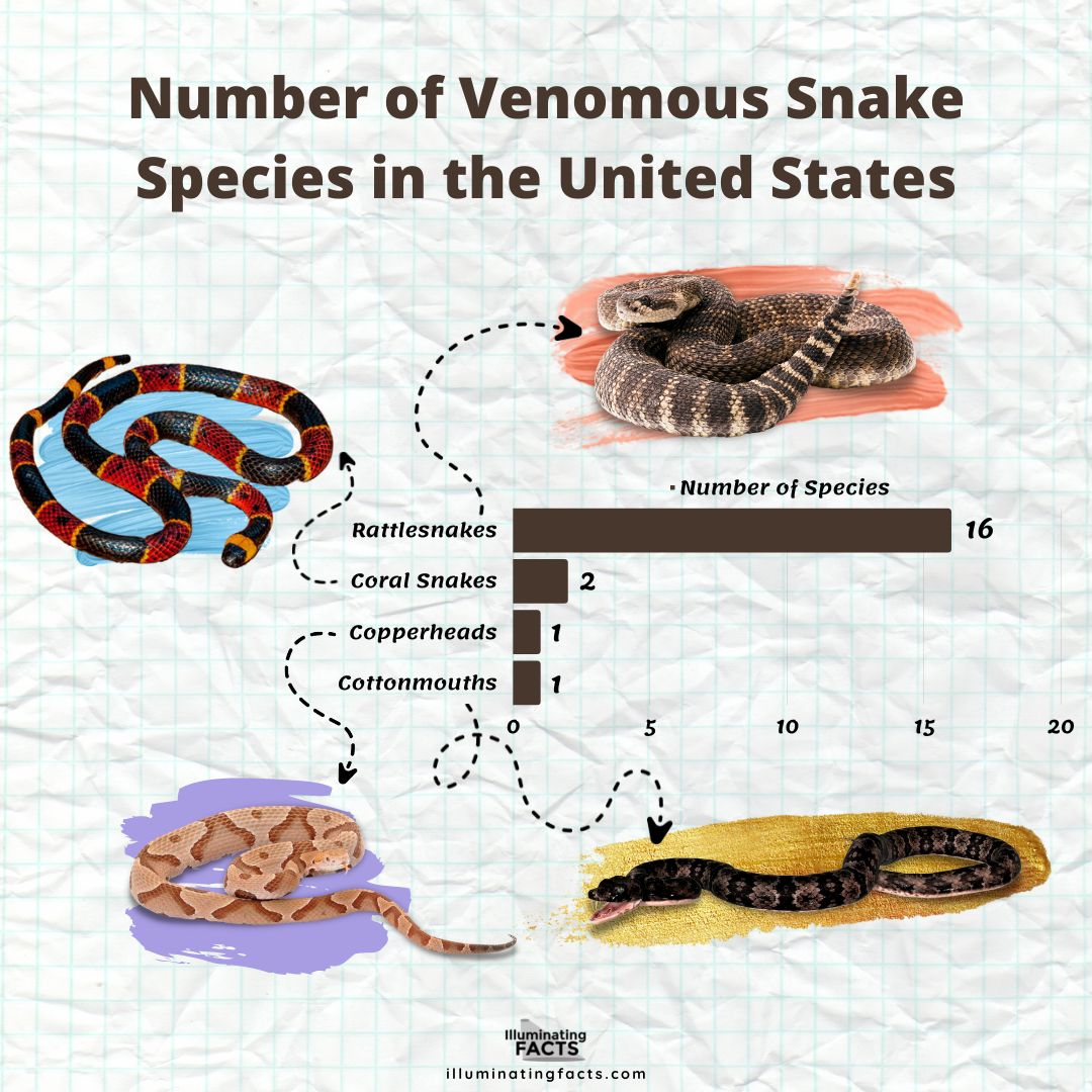 Number of venomous snake species